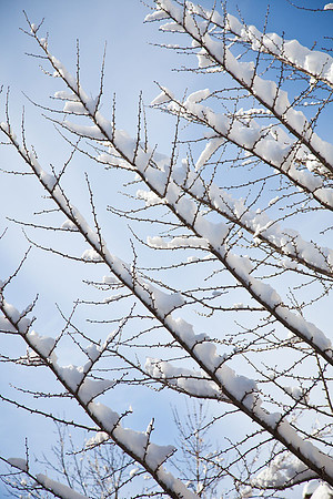 Snow and Tree_MG_3117_copy